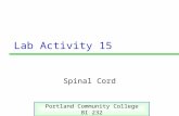 Lab Activity 15 Spinal Cord Portland Community College BI 232.
