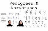 Pedigrees & Karyotypes. Pedigrees Used to explore human genetics Circles = Female Squares = Male Traits: –Not Shaded = Do not have –½ Shaded = Carrier.