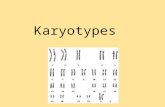 Karyotypes. I. What is a Karyotypes? Karyotype = a test to identify and evaluate the size, shape, and number of chromosomes in a sample of body cells.
