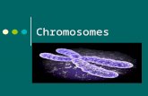 Chromosomes. Chromosome Formation Histone Proteins- Help maintain shape of the chromosome Chromosomes- ROD Shaped structure made of DNA and Protein.