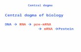 Central dogma of biology DNA  RNA  pre-mRNA  mRNA  Protein Central dogma.