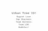Urban Tree ID! Rugrat Love Sap Shackers Team Winners Team LDD Bubbles!