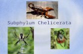Subphylum Chelicerata Characteristics Six pairs of appendages besides mouth (second pair are usually pinchers) The first pair of appendages are the chelicerae.