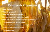Transgenic Organisms What is DNA? What do genes do? What are restriction enzymes? How are transgenic organisms made? What can be done with transgenic organisms?