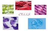CELLS. Learning Objectives that cells form tissues, and tissues form organs to name some important tissues in humans to explain the organisation of tissues.
