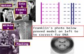Franklin’s photo below proved model on left to be correct for DNA Watson Crick Franklin Wilkins Pauling.