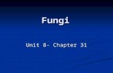 Fungi Unit 8- Chapter 31. What is a Fungi? Usually multicellular Usually multicellular Above ground structures (mushrooms) Above ground structures (mushrooms)