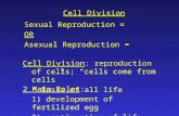 Cell Division Sexual Reproduction = OR Asexual Reproduction = Cell Division: reproduction of cells; “cells come from cells” * Basis of all life 2 Main.