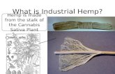What is Industrial Hemp? Hemp is made from the stalk of the Cannabis Sativa Plant.