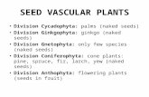 SEED VASCULAR PLANTS Division Cycadophyta: palms (naked seeds) Division Ginkgophyta: ginkgo (naked seeds) Division Gnetophyta: only few species (naked.