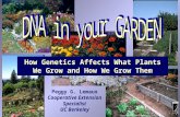 How Genetics Affects What Plants We Grow and How We Grow Them Peggy G. Lemaux Cooperative Extension Specialist UC Berkeley