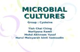 MICROBIAL CULTURES Group : Cysteine Tiah Chai Ching Norilyana Ramli Mohd Akhmam Yusof Nurul Maisyarah binti Samsudin.
