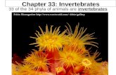 Chapter 33: Invertebrates 33 of the 34 phyla of animals are invertebrates.