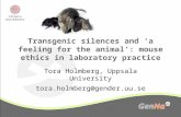 Transgenic silences and ‘a feeling for the animal’: mouse ethics in laboratory practice Tora Holmberg, Uppsala University tora.holmberg@gender.uu.se.