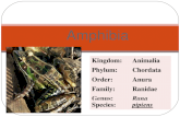 Amphibians Kingdom:Animalia Phylum:Chordata Order:Anura Family:Ranidae Genus:Rana Species:pipiens.