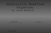 Genetically Modified Organisms By Janae Meldrum Glo-Fish.