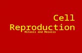 Cell Reproduction Mitosis and Meiosis. Two types of Reproduction Sexual Reproduction  the production of new living organisms by combining genetic information
