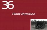 36 Plant Nutrition. 36 Plant Nutrition 36.1 How Do Plants Acquire Nutrients? 36.2 What Mineral Nutrients Do Plants Require? 36.3 What Are the Roles of.