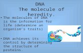 DNA The molecule of heredity. The molecules of DNA is the information for life (determine an organism’s traits) DNA achieves its control by determining.