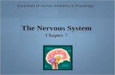 Essentials of Human Anatomy & Physiology The Nervous System Chapter 7.
