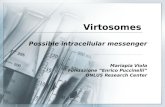 Virtosomes Possible intracellular messenger Mariapia Viola Fondazione “Enrico Puccinelli” ONLUS Research Center.