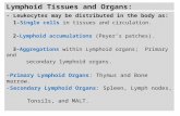 Lymphoid Tissues and Organs: - Leukocytes may be distributed in the body as: 1-Single cells in tissues and circulation. 2-Lymphoid accumulations (Peyer’s.