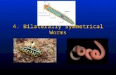 4. Bilaterally Symmetrical Worms. Marine worms, and organisms hereafter, kick it up a notch exhibiting bilateral symmetry (just like humans).Marine worms,