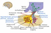 Optic chasm infudibulum Arterial blood supply Hypothalamo-pituitary portal vessels Anterior pituitary Endocrine cells To venous circulation Short portal.