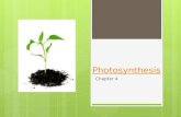 Photosynthesis Chapter 4. Where does all of our energy come from?
