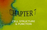 CHAPTER 7 CELL STRUCTURE & FUNCTION PGS. 168 - 199 CELL STRUCTURE & FUNCTION