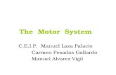 The Motor System C.E.I.P. Manuel Laza Palacio Carmen Posadas Gallardo Manuel Alvarez Vigil.