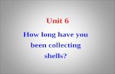 How long have you been collecting shells? Unit 6.