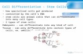 Cell Differentiation – Stem Cells how specialized cells get produced controlled by the cell’s DNA stem cells are animal cells that can differentiate into.