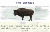 The Buffalo Point out former uses of the buffalo and describe items now used in their place.