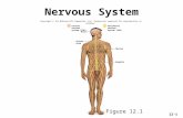 12-1 Nervous System Copyright © The McGraw-Hill Companies, Inc. Permission required for reproduction or display. Brain Nerves Ganglia Peripheral nervous.