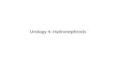 Urology 4: Hydronephrosis. Contents Definition Etiology Pathology Clinical features Special investigations Treatment 2.