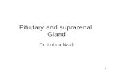 1 Pituitary and suprarenal Gland Dr. Lubna Nazli.
