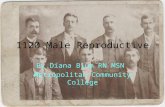 1120 Male Reproductive By Diana Blum RN MSN Metropolitan Community College.