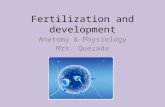 Fertilization and development Anatomy & Physiology Mrs. Quezada.