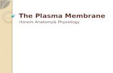 The Plasma Membrane Honors Anatomy& Physiology. Plasma Membrane boundary between inside & outside of cell flexible structure dynamic role in cellular