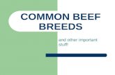 COMMON BEEF BREEDS and other important stuff! WHAT IS A BREED? A breed consists of animals which have been selected for certain characteristics and which.