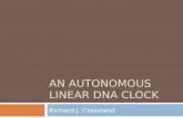 AN AUTONOMOUS LINEAR DNA CLOCK Richard J. Crossland.