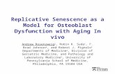 Replicative Senescence as a Model for Osteoblast Dysfunction with Aging In vivo Andrew Rosenzweig 1, Robin K. Suda 1, F. Brad Johnson 2, and Robert J.