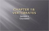 Section 1 Chordates Animals with a backbone belong to a larger group of animals called chordates (KOR dayts). Three characteristics of all chordates.