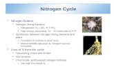 Nitrogen Cycle  Nitrogen fixation  Nitrogen-fixing bacteria Nitrogenase: N 2 + 6H 2  2 NH 3 High energy consuming: 15 ~ 20 molecules of ATP  Symbiosis.