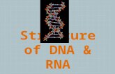 Structure of DNA & RNA. DNA  Deoxyribose Nucleic Acid  Double Helix  Twisted Ladder.
