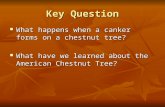 Key Question What happens when a canker forms on a chestnut tree? What happens when a canker forms on a chestnut tree? What have we learned about the.