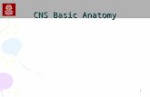 1 CNS Basic Anatomy. 2 SLP and Neuroscience Speech-Language Pathology –Study of developmental and acquired disorders of human cognition, language and.