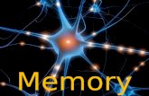 Memory. Memory is our brain’s ability to store, retain & recall information and experiences. Memory has 3 processes ▪ Sensory Memory ▪ Short-Term ▪ Long-Term.