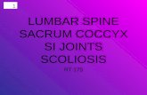 1 LUMBAR SPINE SACRUM COCCYX SI JOINTS SCOLIOSIS RT 175.
